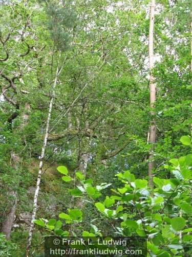 Slish Wood, Sleuth Wood